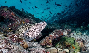 Maldives 2021 - Murene leopard  - Blackspotted morey  - Gymnothorax favagineus -  DSC00851_rc